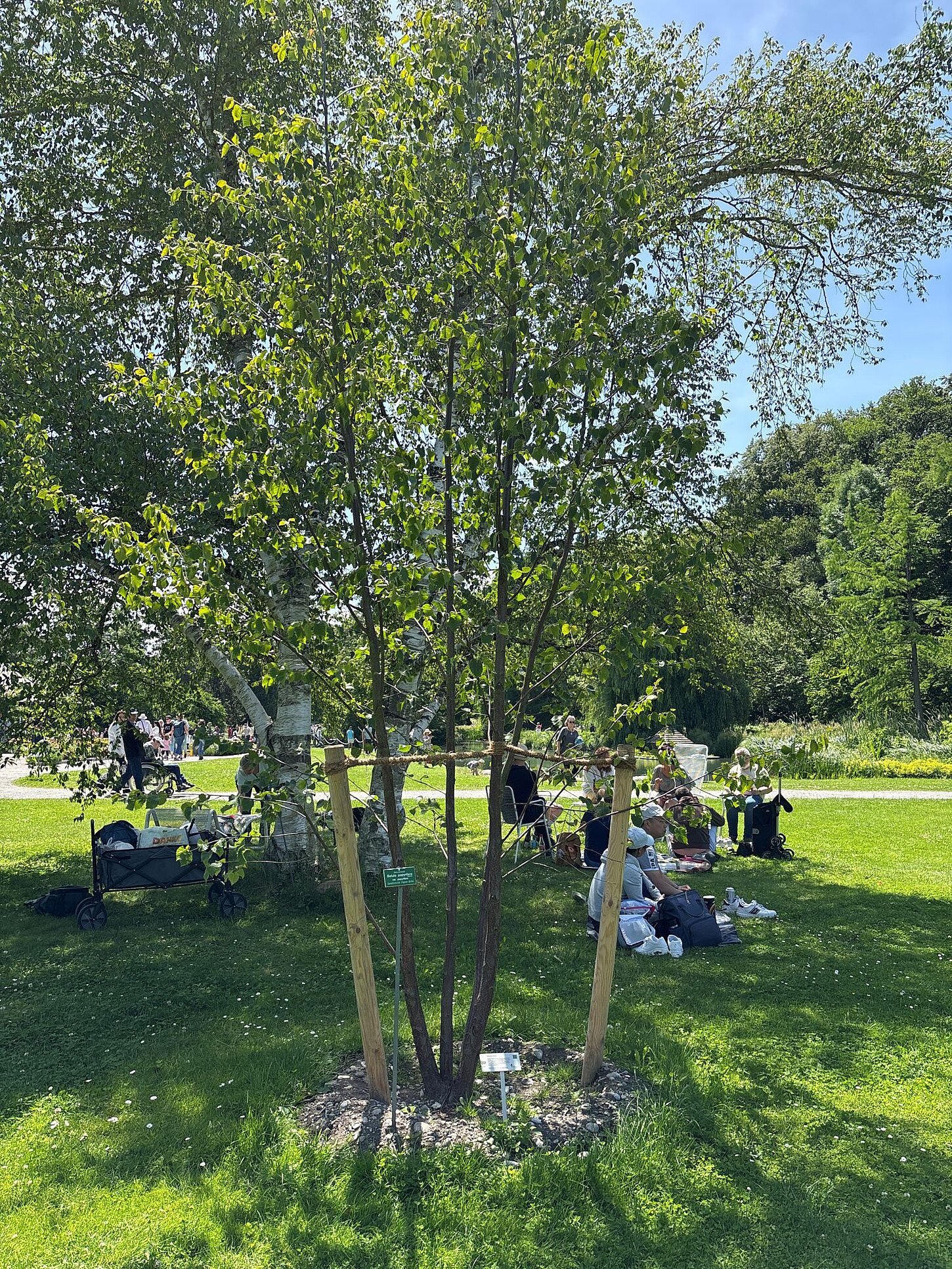 Papierbirke im Botanischen Garten Das Bild zeigt eine Papierbirke